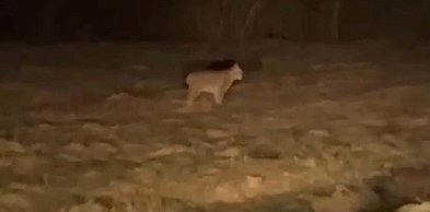 Ryś znów zaskoczył! Pozwolił się nagrać przy drodze w Łosiu! [WIDEO]