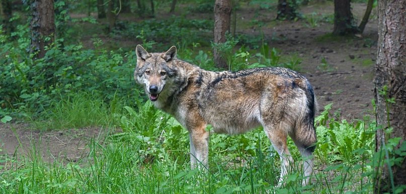Niepokojące sceny o poranku. Wilk pojawił się przy zabudowaniach