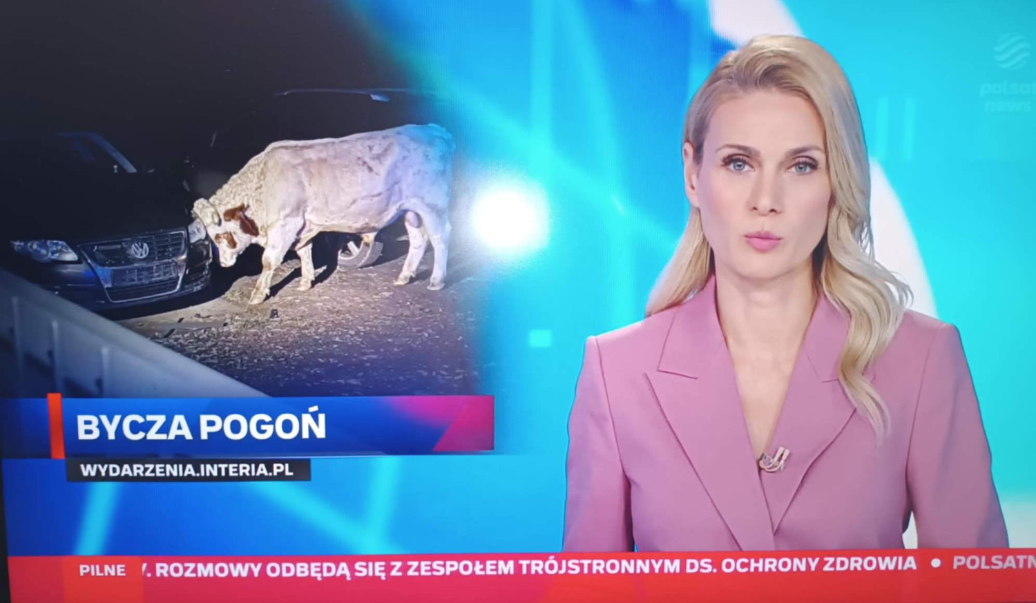 Materiał Telewizji Polsat o zdarzeniu z udziałem byków w Moszczenicy