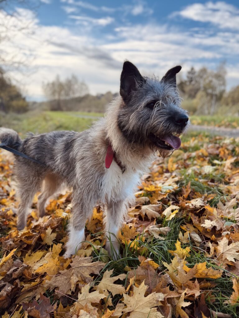 Lili
